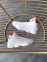 Nike Air Jordan 13 Retro (White/Orange) 5
