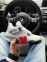 Nike Air Jordan 4 White Cement 0
