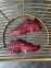 Nike Air Max Tn Plus (Bordeaux) 0